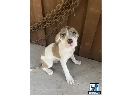 a american bully dog sitting on the ground